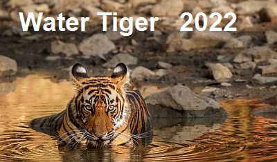 Atoupik on X: For the Chinese Year of the Water Tiger meet the tiger Ura  greeting the new year. the beast can rarely be seen among the mountains as  it shapes the